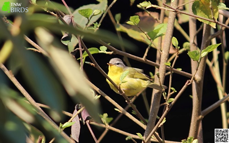 Grey-hooded Warbler